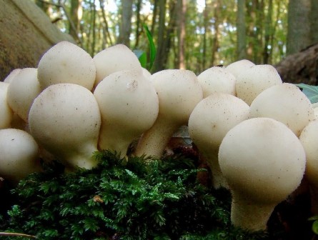    Agaricus augustus